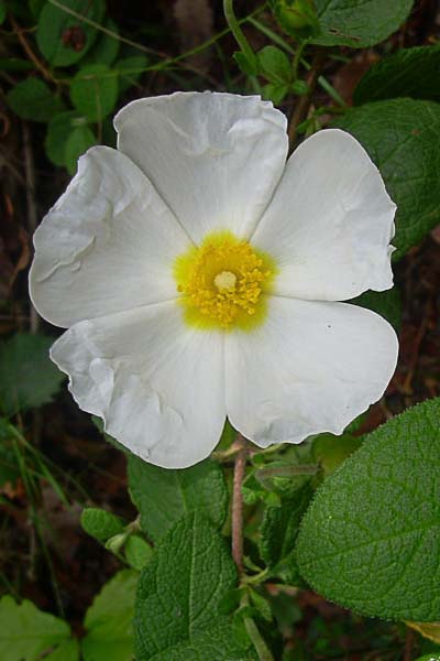 Ciste à feuilles de sauge
